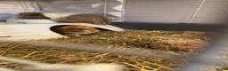 Guinea Pig rodents for sale: 2 beautiful male guinea pigs for sale  - Advert 5