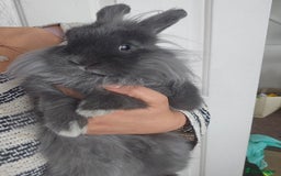 Lionhead rabbits for sale: Beautiful Blue Lion Head Boy - Advert 4