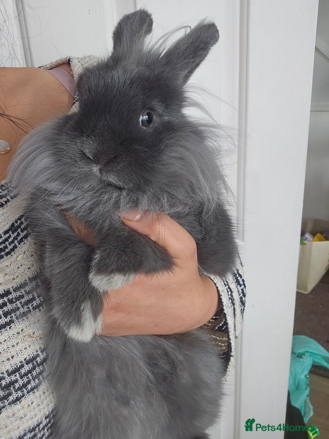 Lionhead rabbits for sale: Beautiful Blue Lion Head Boy - Advert 4
