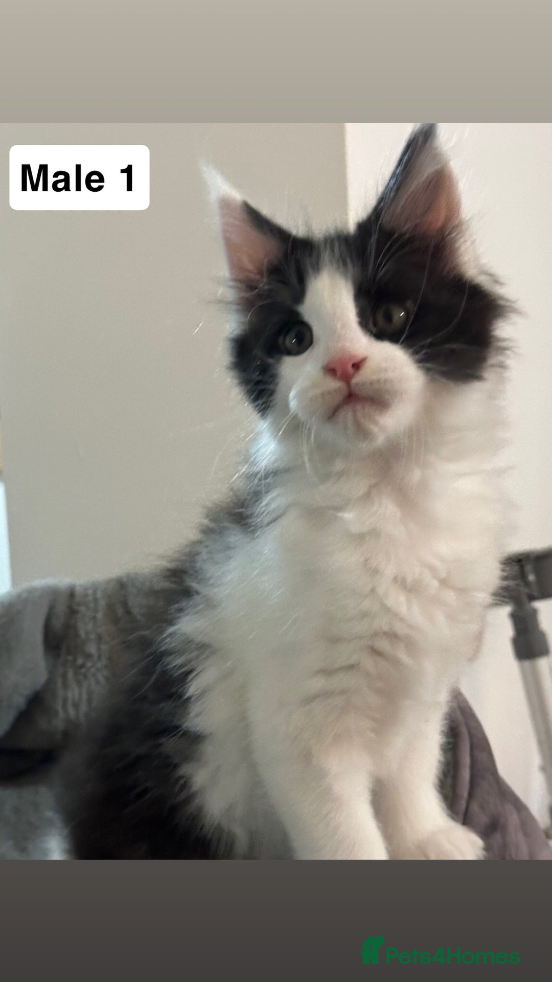 Maine Coon cats for sale: GCCF 2x Male Tuxedo Maine Coons Ready to Reseverve - Advert 2