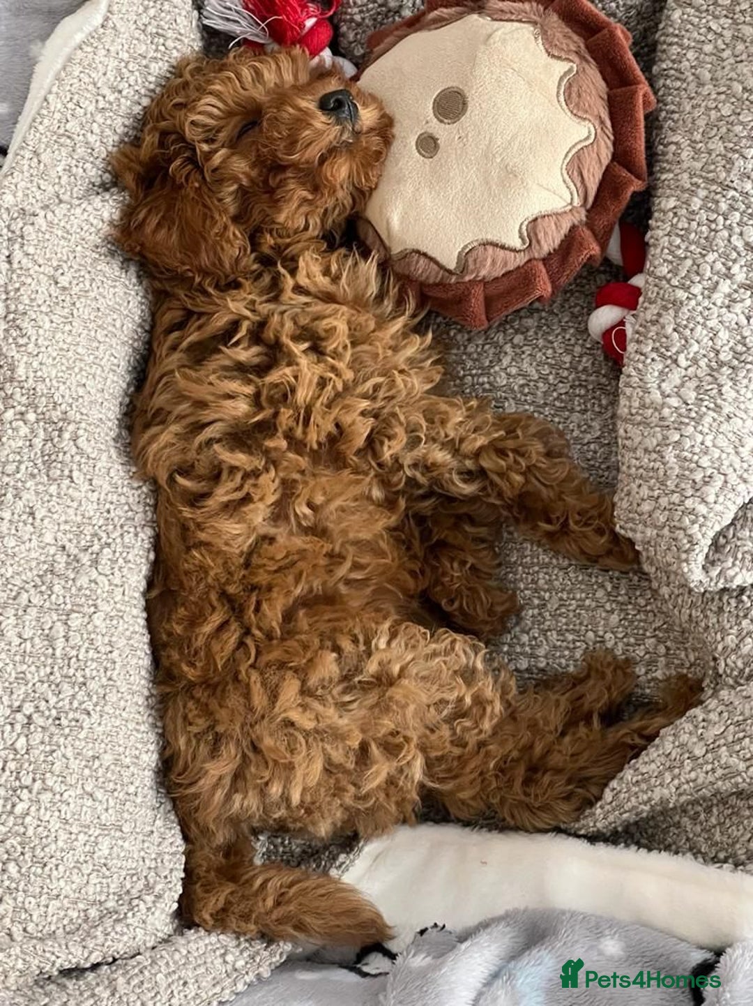 Toy Poodle dogs for stud: Kc health tested toy poodle for stud in Torpoint - Advert 11