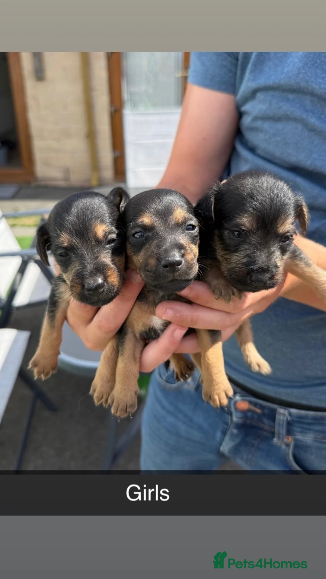 Mixed Breed dogs for sale: Patterjack x Lakeland pups in Chesterfield - Advert 2