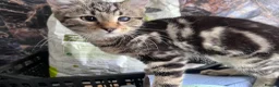 Mixed Breed cats for sale: 7 Stunning Mixed Breed Turkish Angora kittens - Advert 12