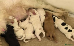 Cockapoo dogs for sale: Gorgeous Cockapoo puppies - Advert 10