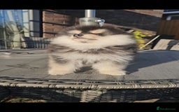 Pomsky dogs for sale: Pomsky puppies very small toy size F3  - Image 32