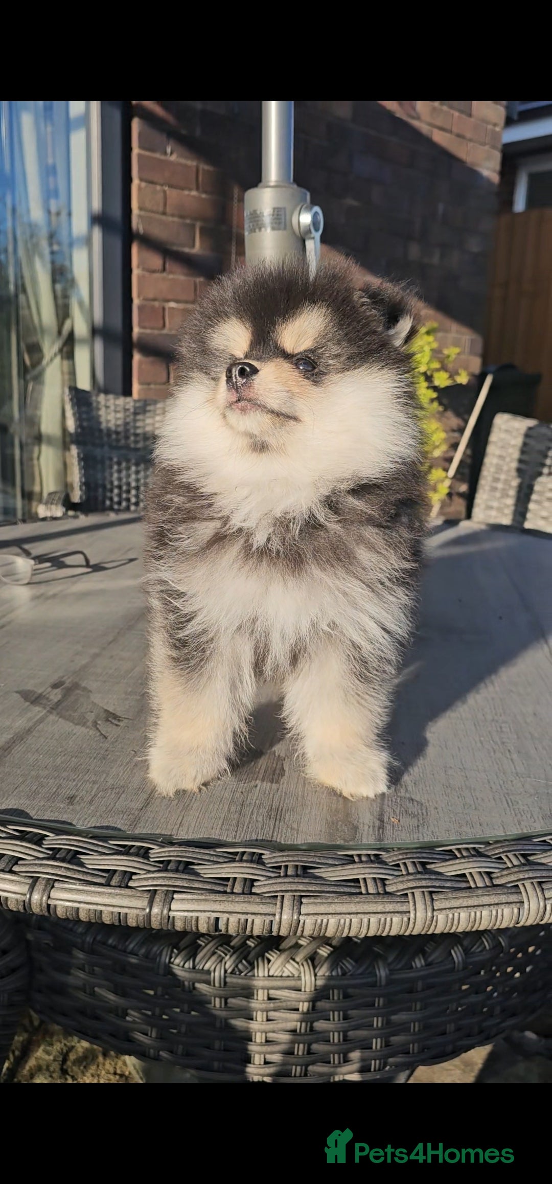 Pomsky dogs for sale: Pomsky puppies very small toy size F3  - Image 32
