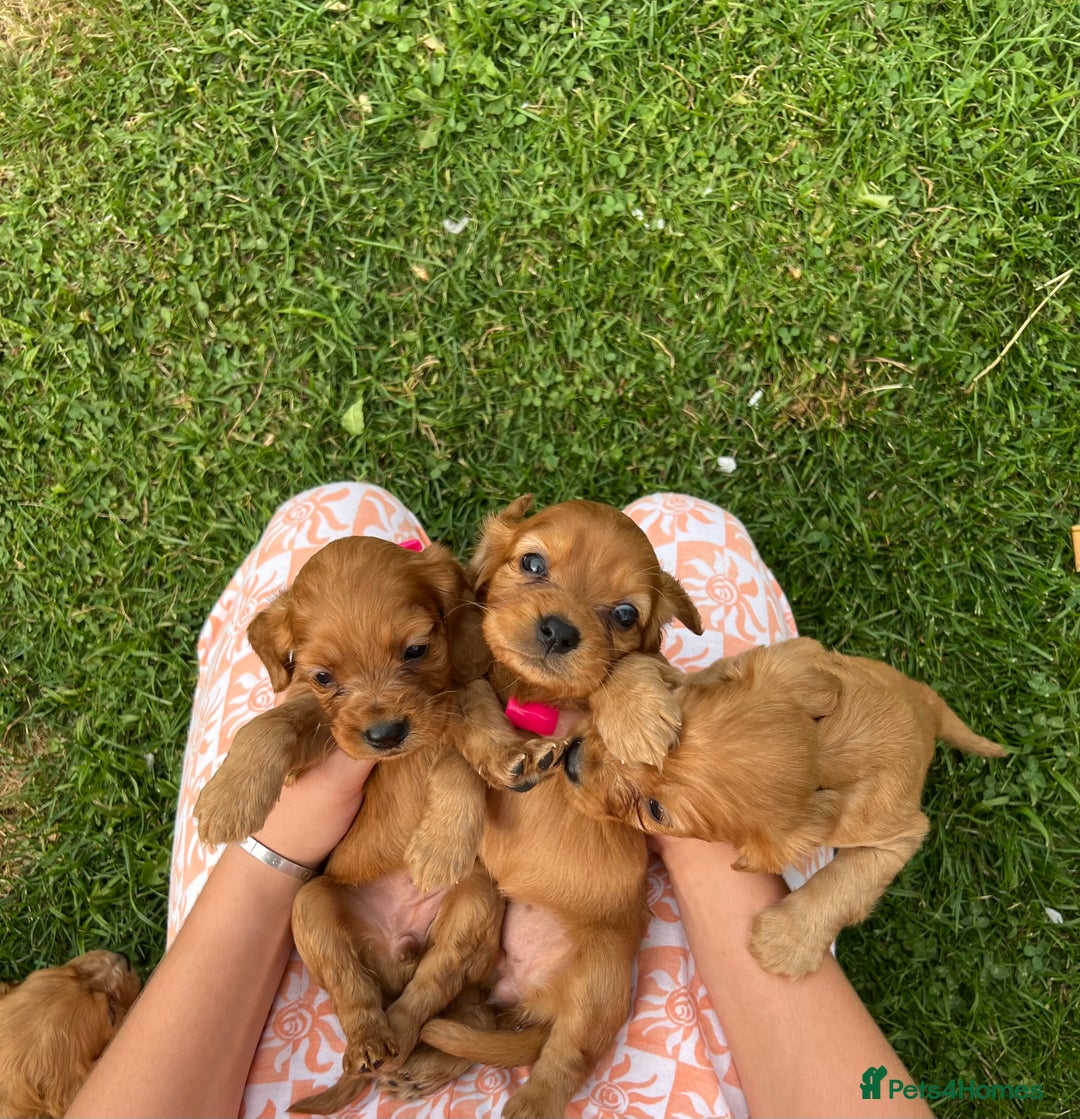 Cockalier dogs for sale: Cockaliers  - Image 1