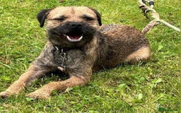 Border Terrier dogs for sale: Border Terrier Pups ready to go vet checked  in Bradford - Image 14