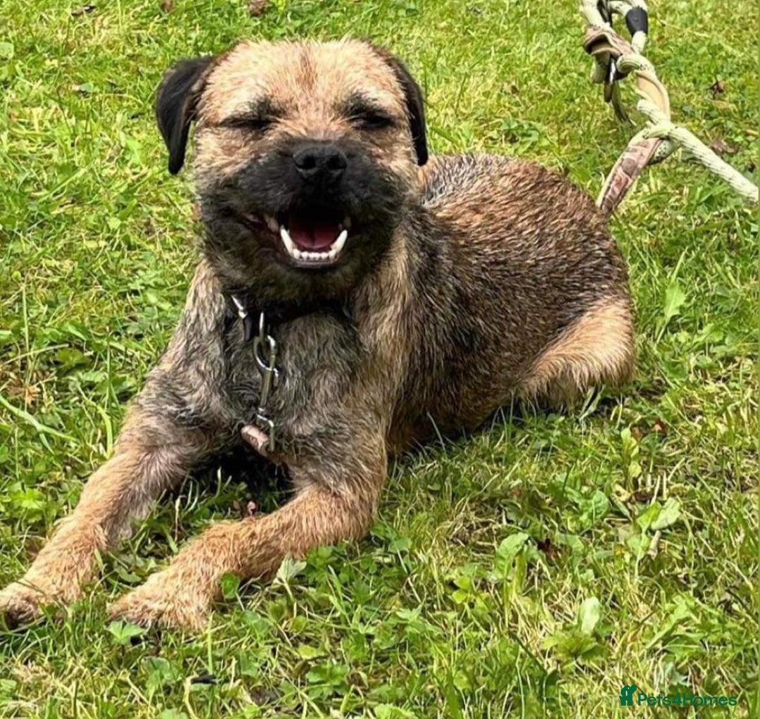 Border Terrier dogs for sale: Border Terrier Pups ready to go vet checked  in Bradford - Image 14