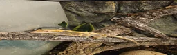 Gecko reptiles for sale: Crested Gecko with set up - Advert 2