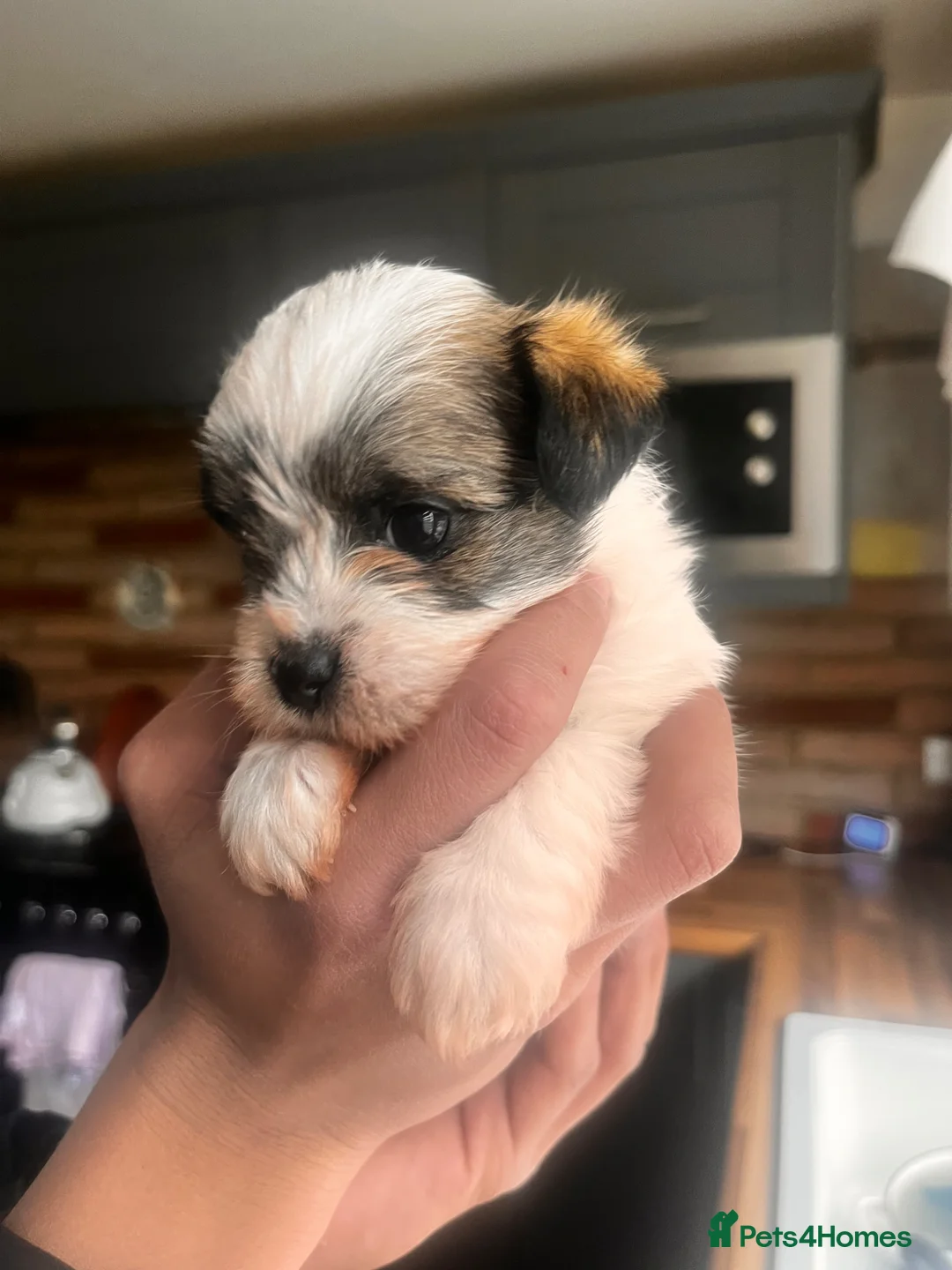Mixed Breed dogs for sale: Fluffy Toy morkie puppies  - Advert 1