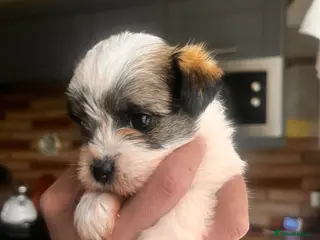 Mixed Breed dogs Fluffy Toy morkie puppies - Advert 2