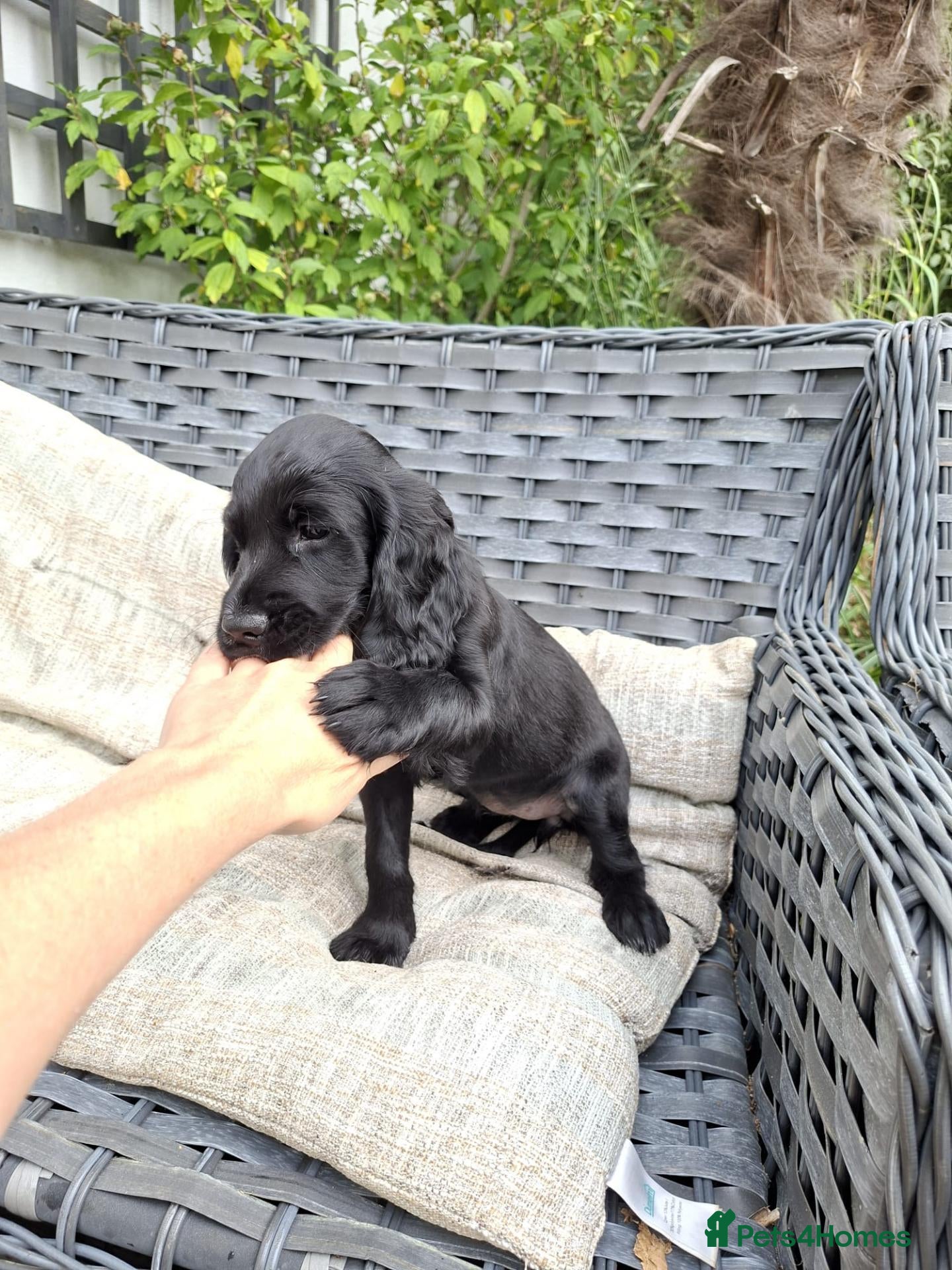 Cocker Spaniel dogs Two Cocker Spaniel Puppies  – Ready 5th Sept - Advert 2