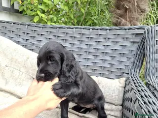 Cocker Spaniel dogs Two Cocker Spaniel Puppies – Ready 5th Sept - Advert 7