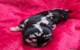 Chihuahua dogs for sale: Beautiful  Blue and Merle Chihuahua  - Image 4