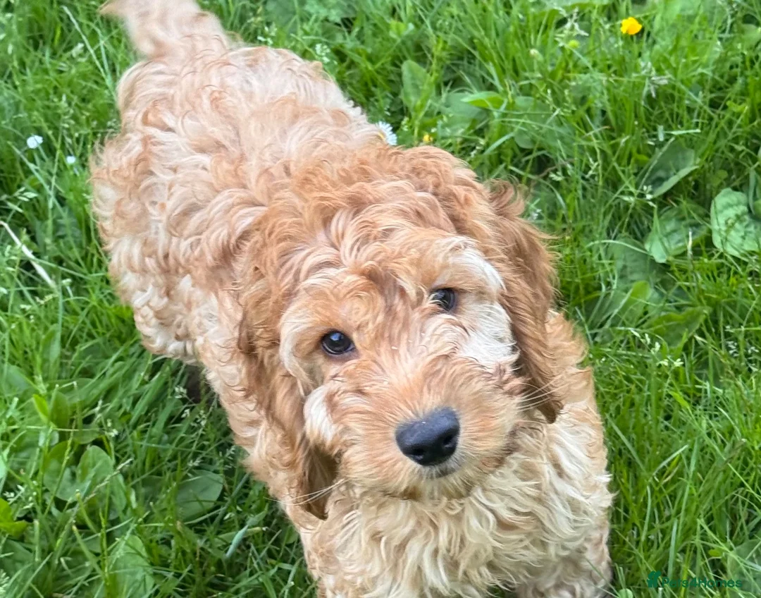 Cockapoo dogs for sale: Red & Apricot Cockapoo Puppies in Airdrie - Advert 1