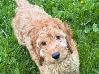 Cockapoo dogs Red & Apricot Cockapoo Puppies - Advert 9