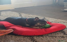 French Bulldog dogs for sale: 4yr old neutered pedigree male french bulldog - Advert 4