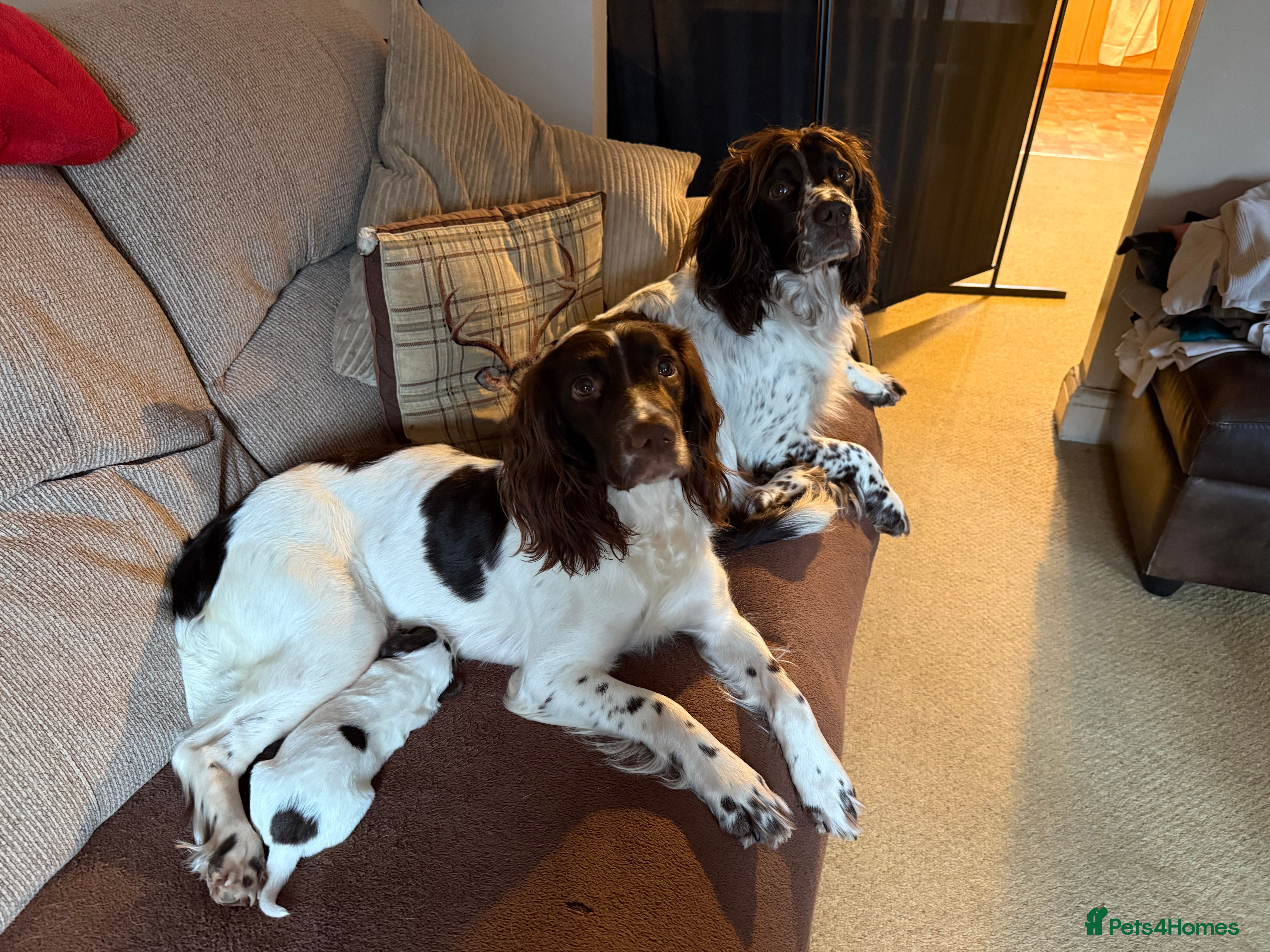English Springer Spaniel dogs Stunning English Springer Spaniel Puppies - Advert 1