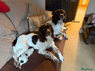 English Springer Spaniel dogs Stunning English Springer Spaniel Puppies - Advert 1