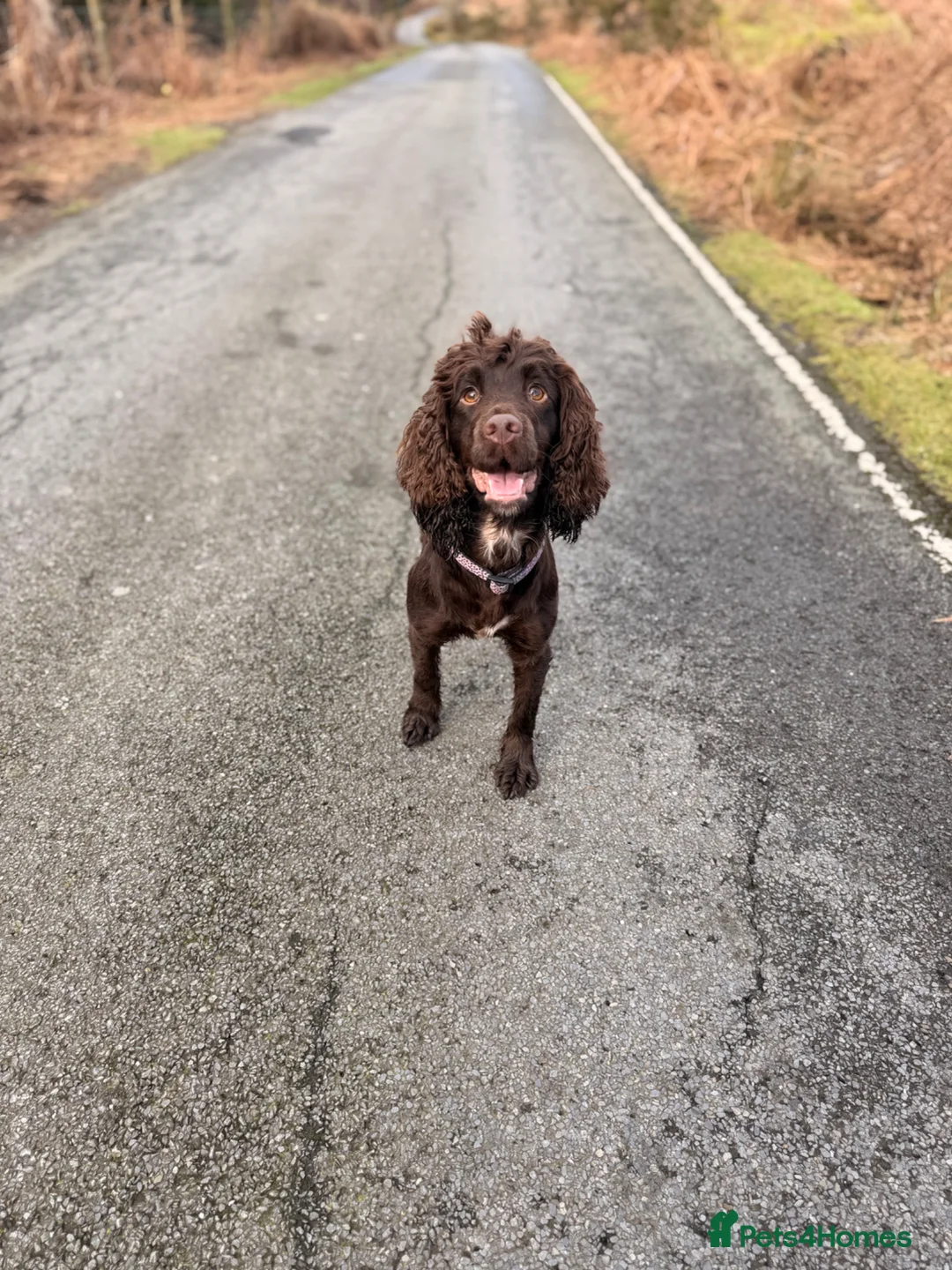 Cocker Spaniel dogs for sale: Beautiful Working Cocker Spaniels - Advert 2