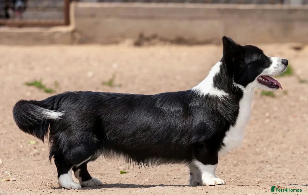 Welsh Corgi Cardigan dogs for adoption: 🐾 ROGER – Corgi (Male) in West Malling - Advert 8