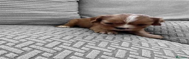 Cavalier King Charles Spaniel 2