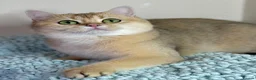 British Shorthair cats for sale: TICA pedigree pure breed golden kittens - Advert 6