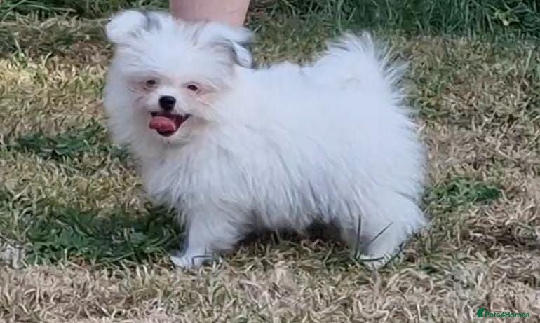 Mixed Breed dogs Sitzu x pomeranian boys only fully vacinated - Advert 13