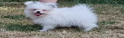 Mixed Breed dogs for sale: Last one boy pomeranian x shitzu fully vacinated - Advert 2