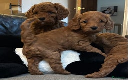 Cockapoo dogs for sale: F1b cockapoo puppies - Image 12