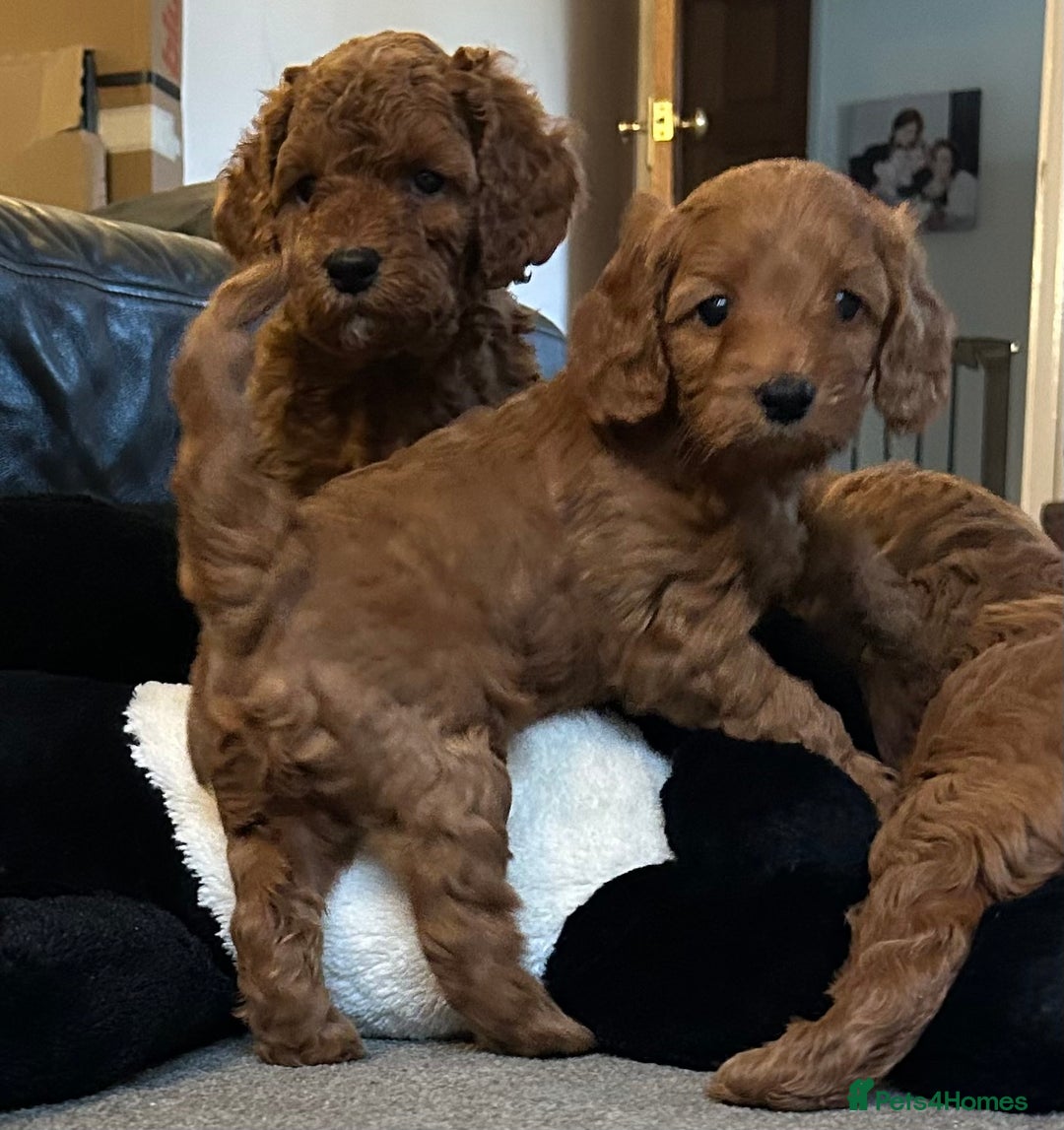 Cockapoo dogs for sale: F1b cockapoo puppies - Image 12