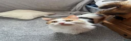 British Longhair cats for sale: Kittens  in Haltwhistle - Advert 30