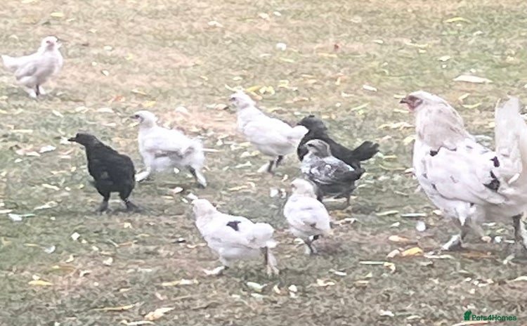 Chickens poultry - Advert 1