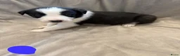 Border Collie dogs for sale: ISDS Border Collie Puppies 🐶 - Advert 17