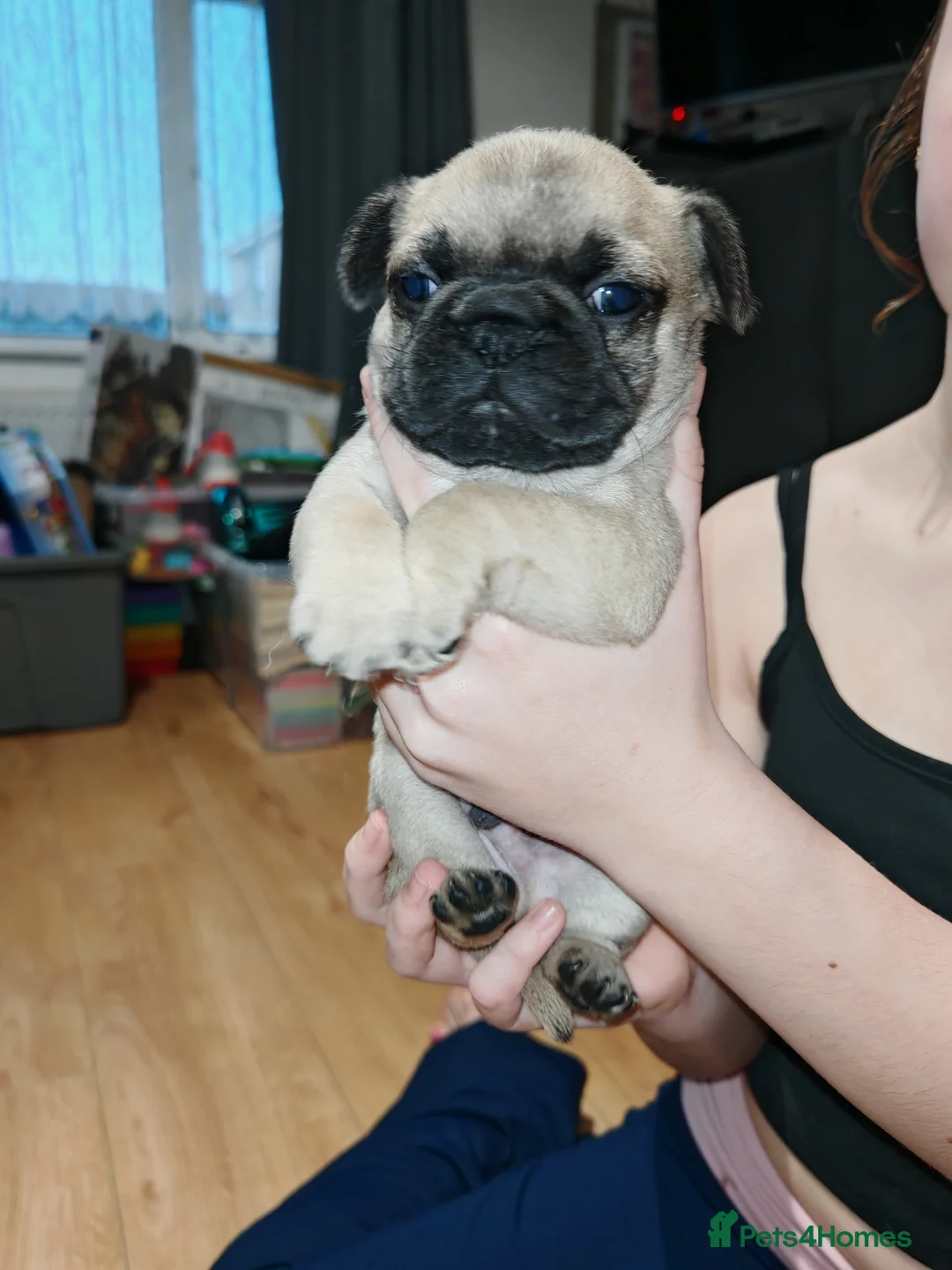 Frug dogs for sale: Frug puppies  - Advert 16