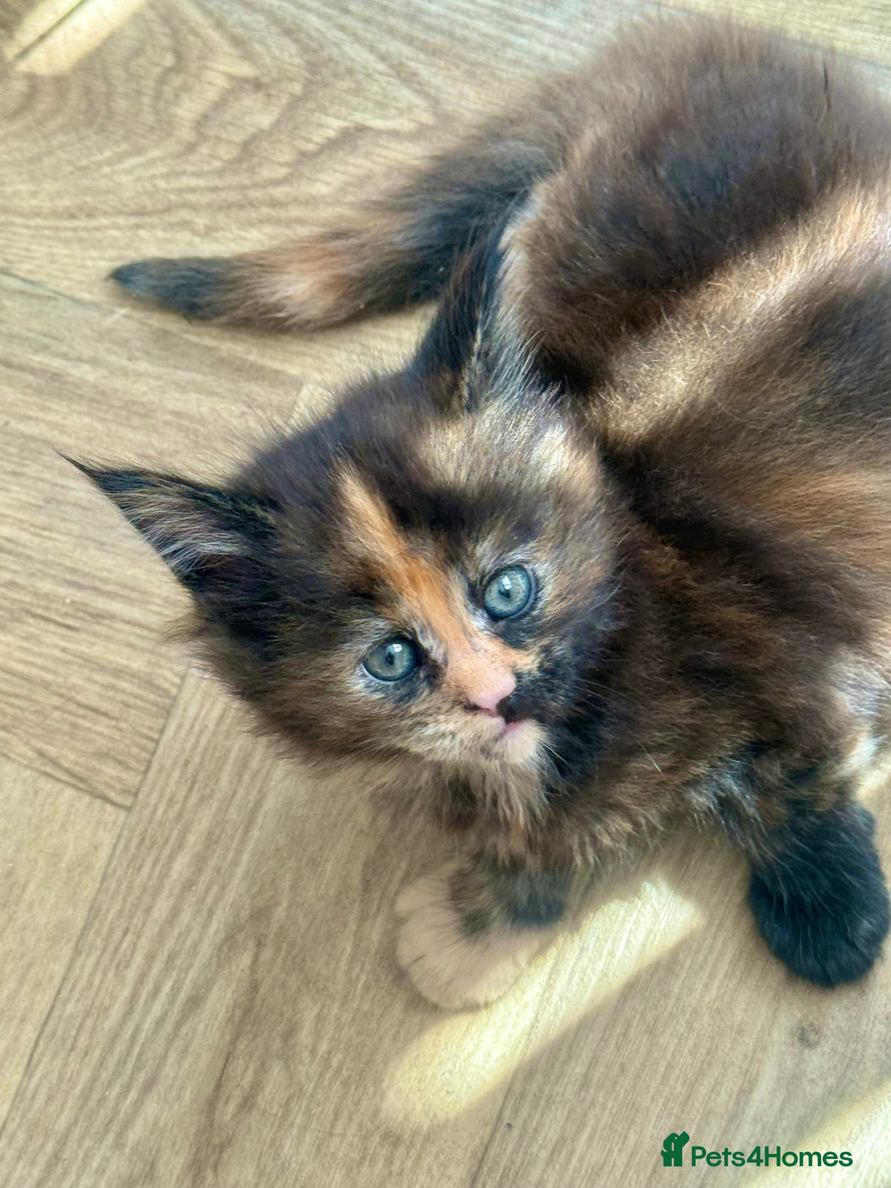 Maine Coon cats for sale: Stunning XL Maine Coon Kittens - Advert 12