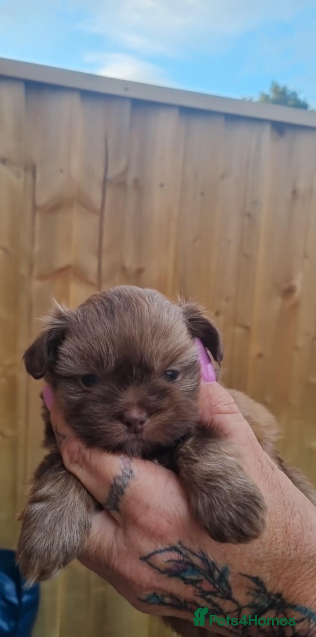 Mixed Breed dogs for sale: Pomtzu  - Image 3