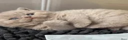 British Shorthair cats for sale: Adorable lilac/fawn British shorthair kittens - Advert 3