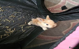 Harlequin rabbits for sale: 7 beautiful Harlequin bunnies looking for a new 🏡 - Image 18