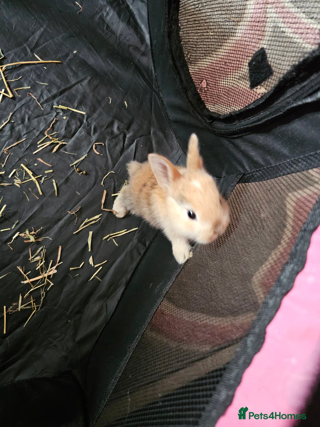 Harlequin rabbits for sale: 7 beautiful Harlequin bunnies looking for a new 🏡 - Image 18