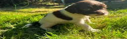 English Springer Spaniel dogs for sale: English Springer Spaniel, KC registered puppies - Advert 38