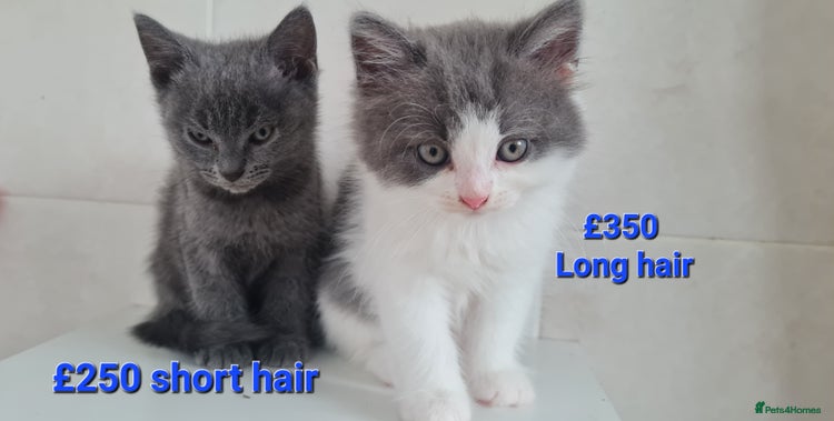 Russian Blue cats - Advert 1