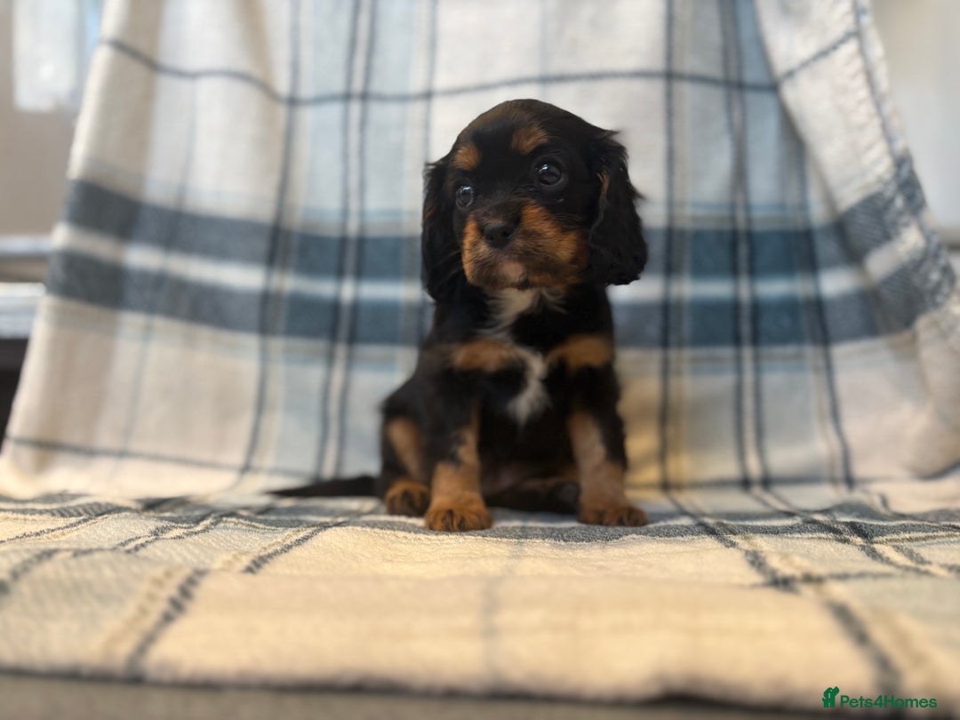 Cavalier King Charles Spaniel dogs for sale: 4 stunning B&t chocolate carrier cavaliers - Image 2