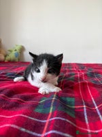 Mixed Breed cats - Advert 16