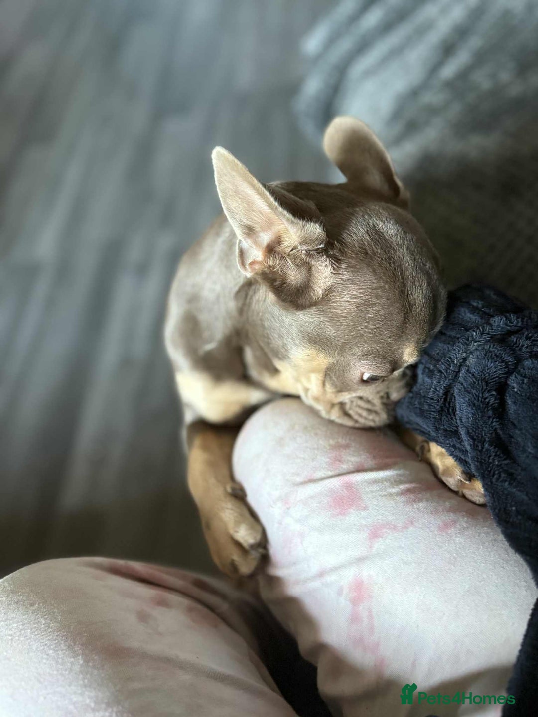 French Bulldog dogs for sale: Female blue/fawn French bulldog  - Image 3