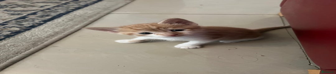 Mixed Breed Kitten 4