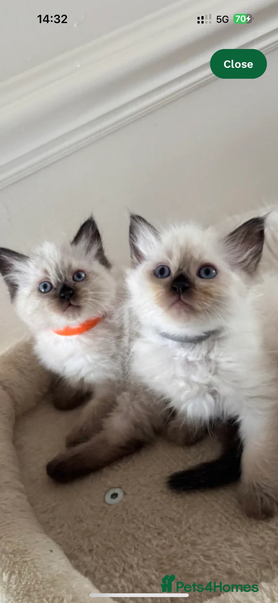 Ragdoll cats 7 Beautiful Ragdoll Kittens  - Advert 2