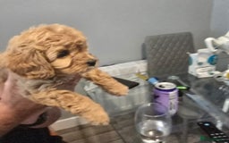 Cavapoo dogs for sale: REDUCED AMAZING F1 cavapoo puppies  - Image 17