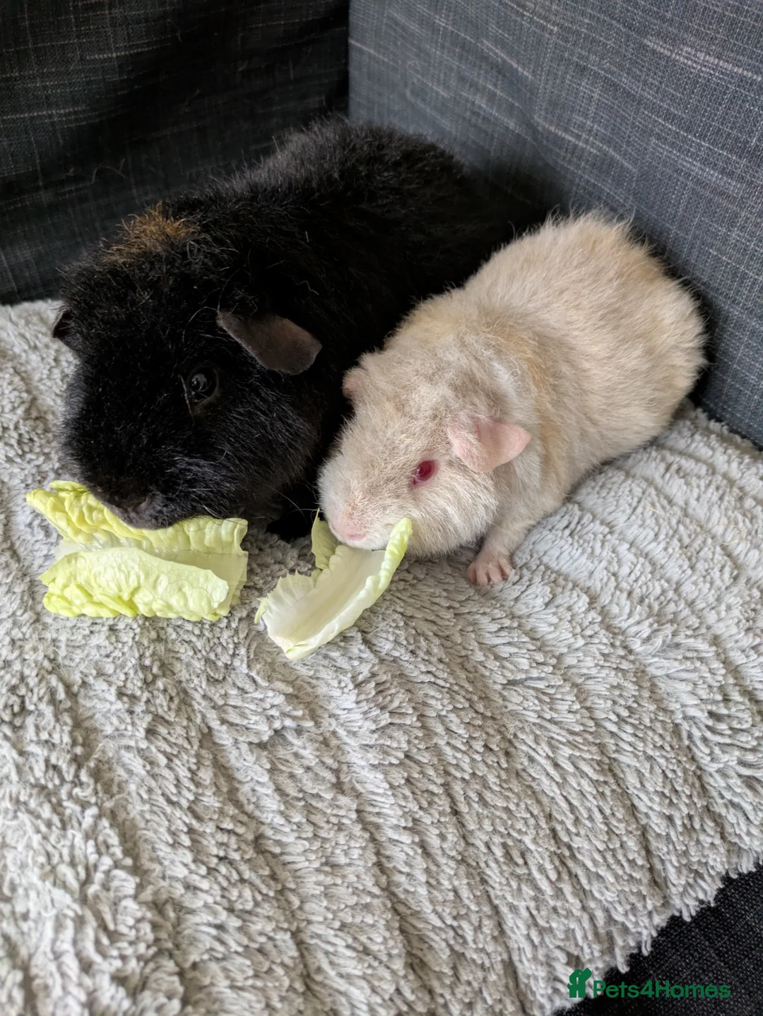 Guinea Pig rodents for sale: 2 Beautiful teddie boars available  - Advert 1